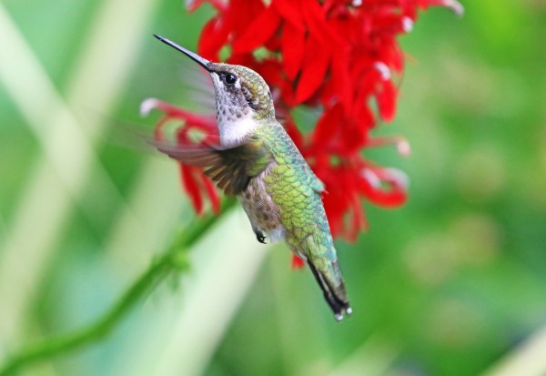 Hummer In Hovering Mode by Deb Oppermann